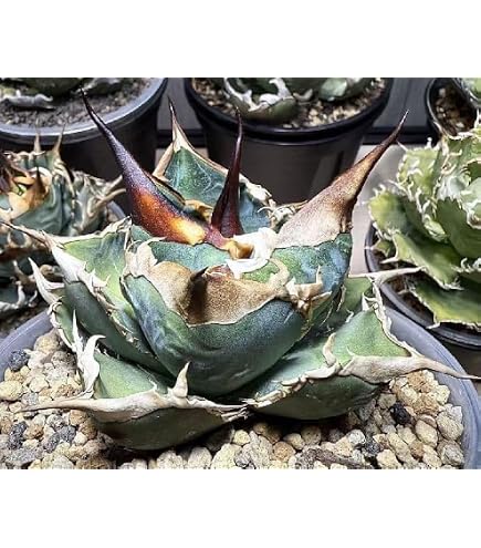 Amazon.co.jp: F1 特厳選 アガベ チタノタ ハデス 黒帝斯 Agave